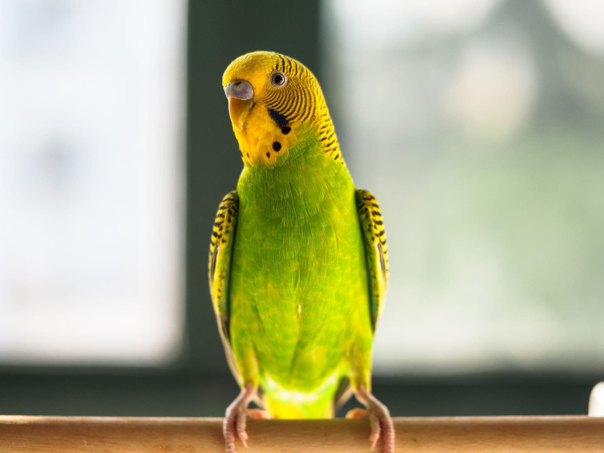 A small green pet bird perched indoors